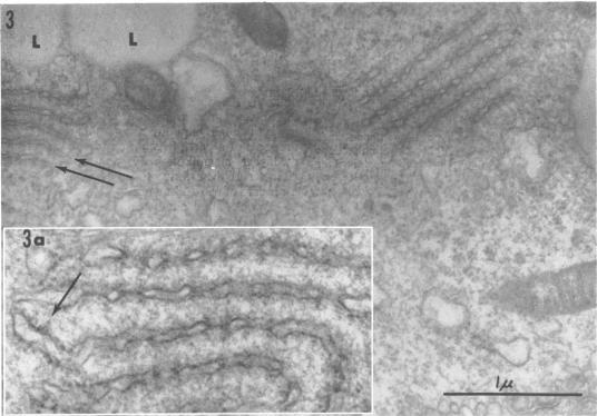 https://cdn.ncbi.nlm.nih.gov/pmc/blobs/d7d3/375520/e94709d9f139/jvirol00325-0218-a.jpg
