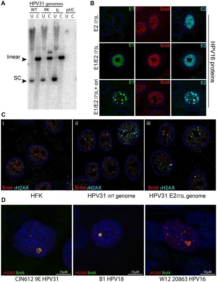 https://cdn.ncbi.nlm.nih.gov/pmc/blobs/d7d6/3836737/d8b1464013c4/ppat.1003777.g011.jpg