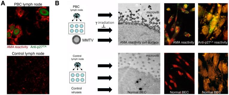 https://cdn.ncbi.nlm.nih.gov/pmc/blobs/d7d6/9502388/1ec5ff85f4e9/viruses-14-01941-g002.jpg