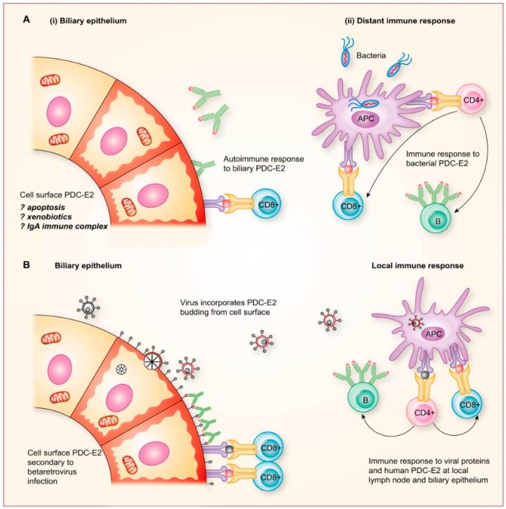 https://cdn.ncbi.nlm.nih.gov/pmc/blobs/d7d6/9502388/63c3fcc12872/viruses-14-01941-g003.jpg