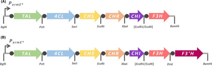 https://cdn.ncbi.nlm.nih.gov/pmc/blobs/d7d9/8449655/32343c4d5514/MBT2-14-2009-g006.jpg