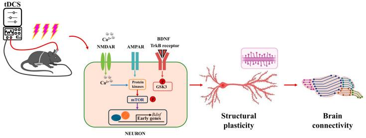 https://cdn.ncbi.nlm.nih.gov/pmc/blobs/d7dc/11504865/157e8d03134e/biology-13-00790-g005.jpg
