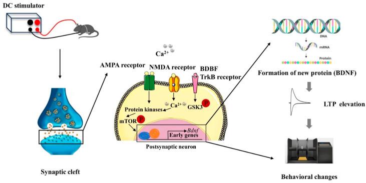 https://cdn.ncbi.nlm.nih.gov/pmc/blobs/d7dc/11504865/585dccac20d5/biology-13-00790-g003.jpg
