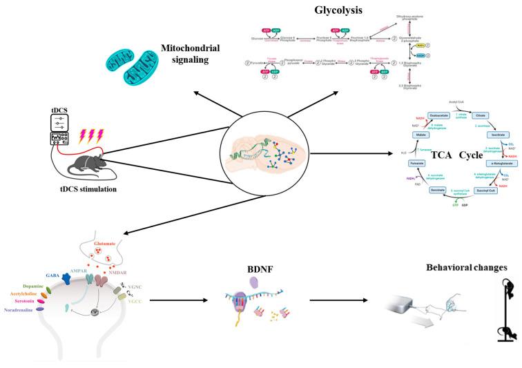 https://cdn.ncbi.nlm.nih.gov/pmc/blobs/d7dc/11504865/864dd14a287f/biology-13-00790-g006.jpg