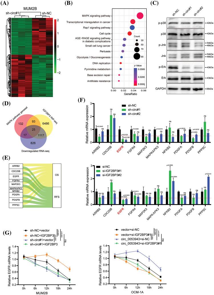 https://cdn.ncbi.nlm.nih.gov/pmc/blobs/d7df/11055987/2602013862c3/OncolRes-32-45972-f005.jpg