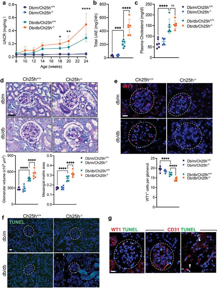 https://cdn.ncbi.nlm.nih.gov/pmc/blobs/d7df/11304234/1b2c82f9eec1/ADVS-11-2309642-g004.jpg