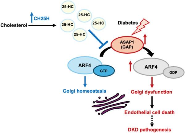 https://cdn.ncbi.nlm.nih.gov/pmc/blobs/d7df/11304234/5dbf54404558/ADVS-11-2309642-g008.jpg