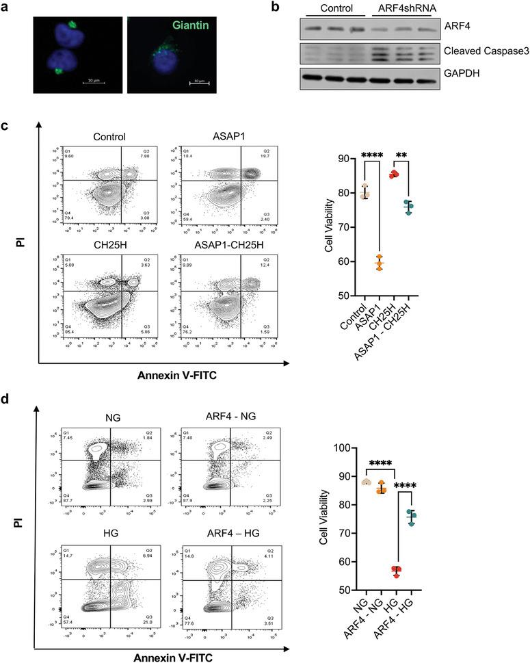 https://cdn.ncbi.nlm.nih.gov/pmc/blobs/d7df/11304234/e974b7e3c7ff/ADVS-11-2309642-g005.jpg