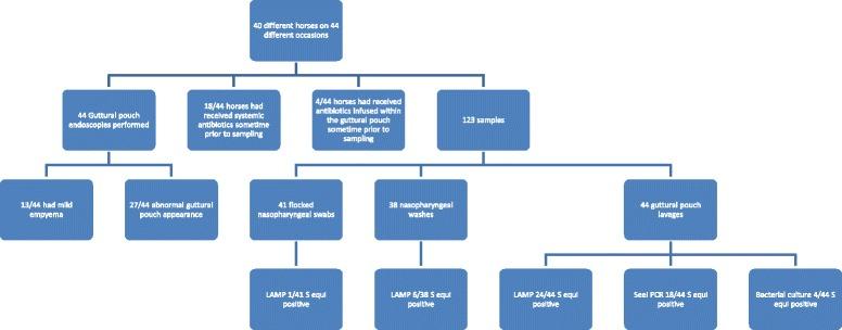 https://cdn.ncbi.nlm.nih.gov/pmc/blobs/d7e1/5364677/3a68341d4a77/12917_2017_989_Fig1_HTML.jpg