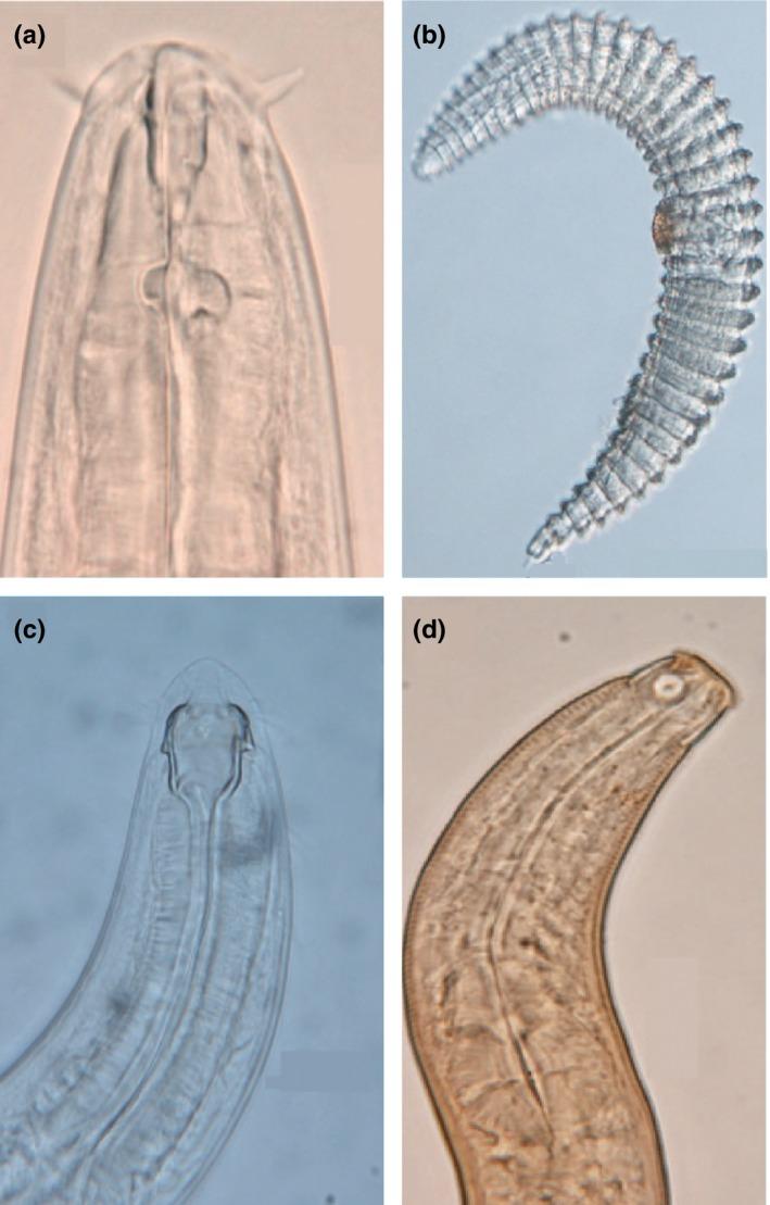 https://cdn.ncbi.nlm.nih.gov/pmc/blobs/d7e2/5108254/95d9fe91922d/ECE3-6-8018-g001.jpg