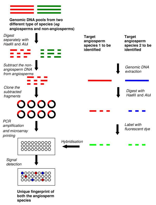 https://cdn.ncbi.nlm.nih.gov/pmc/blobs/d7e4/3121662/f2decce23695/1749-8546-6-18-4.jpg