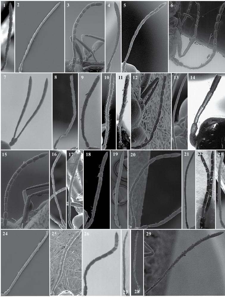 https://cdn.ncbi.nlm.nih.gov/pmc/blobs/d7e5/6374356/001d39a46bdc/zookeys-822-079-g029.jpg
