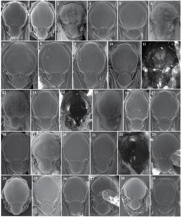 https://cdn.ncbi.nlm.nih.gov/pmc/blobs/d7e5/6374356/4bfe21558780/zookeys-822-079-g031.jpg