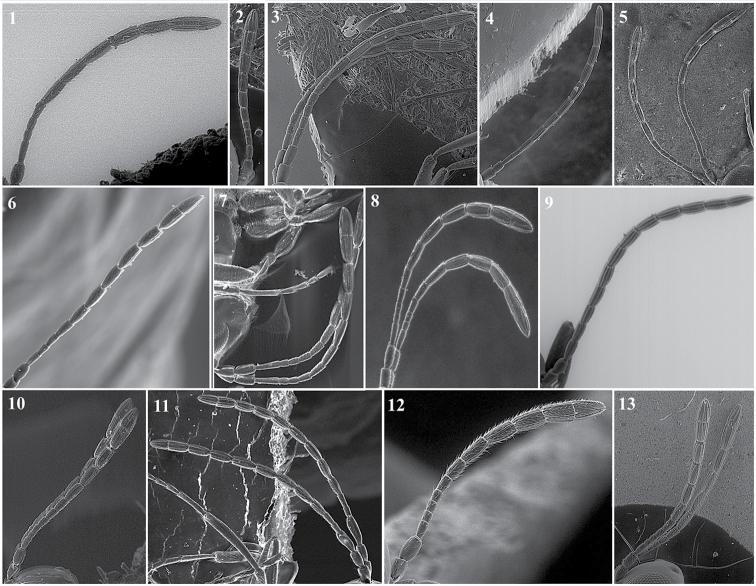 https://cdn.ncbi.nlm.nih.gov/pmc/blobs/d7e5/6374356/88b9e5735a95/zookeys-822-079-g025.jpg
