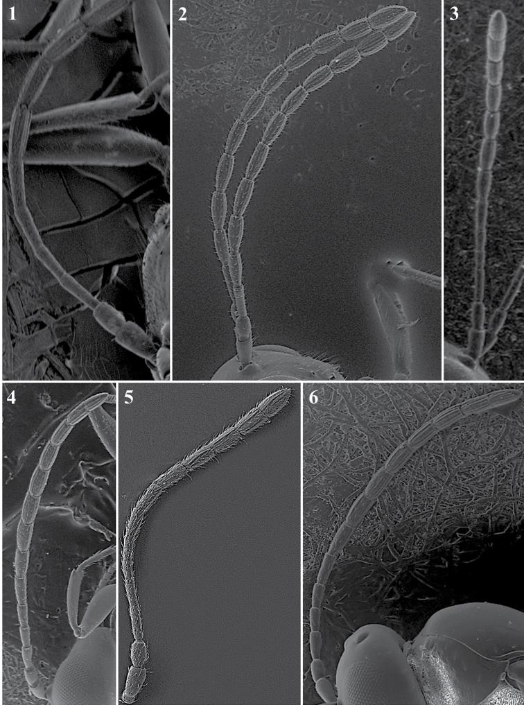 https://cdn.ncbi.nlm.nih.gov/pmc/blobs/d7e5/6374356/a2f3f404c218/zookeys-822-079-g021.jpg