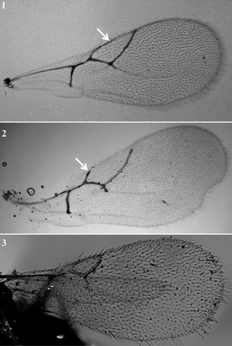 https://cdn.ncbi.nlm.nih.gov/pmc/blobs/d7e5/6374356/a5df8917d2c4/zookeys-822-079-g008.jpg