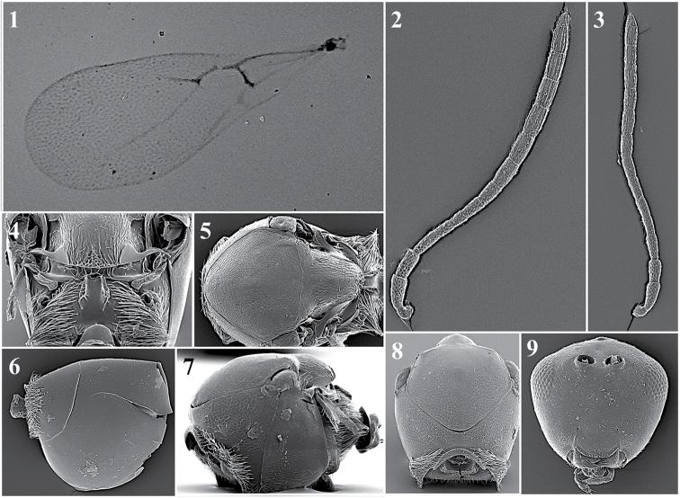 https://cdn.ncbi.nlm.nih.gov/pmc/blobs/d7e5/6374356/b3e09c55b1c2/zookeys-822-079-g027.jpg
