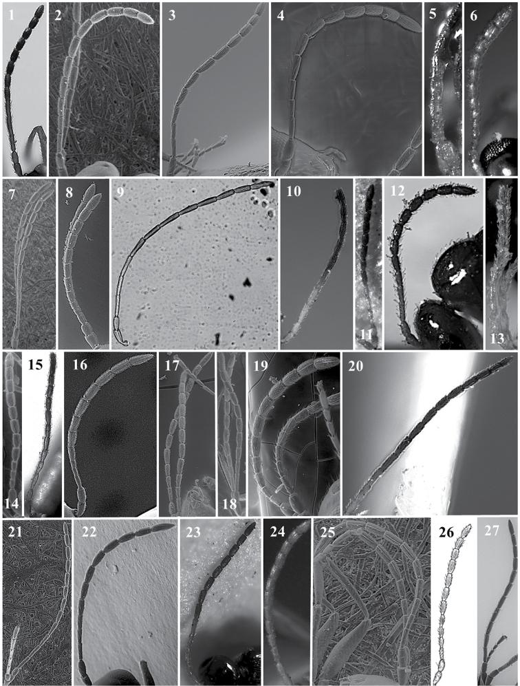 https://cdn.ncbi.nlm.nih.gov/pmc/blobs/d7e5/6374356/c0fa3e0ee7c8/zookeys-822-079-g013.jpg