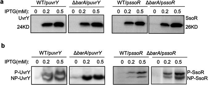 https://cdn.ncbi.nlm.nih.gov/pmc/blobs/d7ec/11045786/dbc2c940d800/42003_2024_6193_Fig2_HTML.jpg
