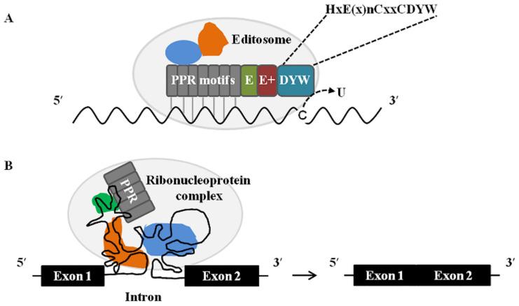 https://cdn.ncbi.nlm.nih.gov/pmc/blobs/d7ef/8537650/8ba8bba38bbf/ijms-22-11274-g002.jpg