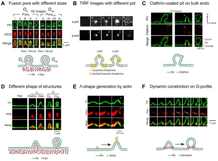 https://cdn.ncbi.nlm.nih.gov/pmc/blobs/d7f0/9444071/4512ee348b67/BST-50-1157-g0003.jpg