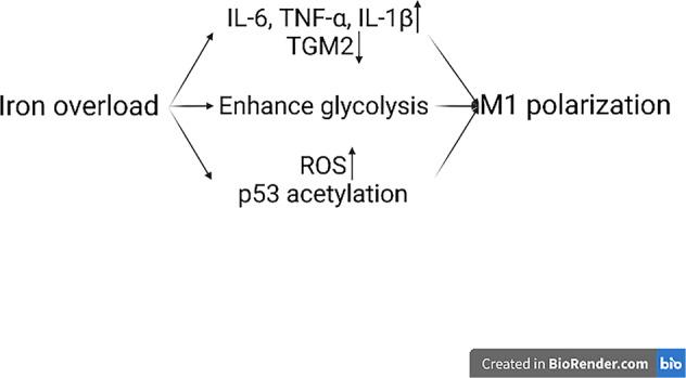 https://cdn.ncbi.nlm.nih.gov/pmc/blobs/d7f3/9013379/2c62856b4420/41419_2022_4775_Fig5_HTML.jpg