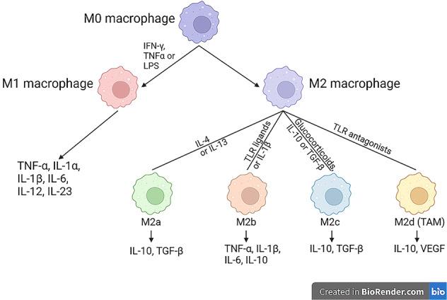 https://cdn.ncbi.nlm.nih.gov/pmc/blobs/d7f3/9013379/5427ecc05f54/41419_2022_4775_Fig3_HTML.jpg