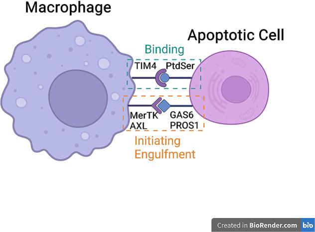 https://cdn.ncbi.nlm.nih.gov/pmc/blobs/d7f3/9013379/5f0e5f21a316/41419_2022_4775_Fig2_HTML.jpg