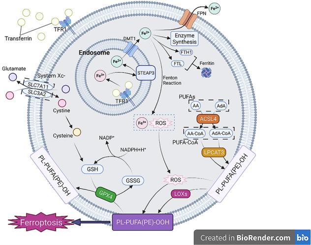 https://cdn.ncbi.nlm.nih.gov/pmc/blobs/d7f3/9013379/8001f62266ae/41419_2022_4775_Fig1_HTML.jpg