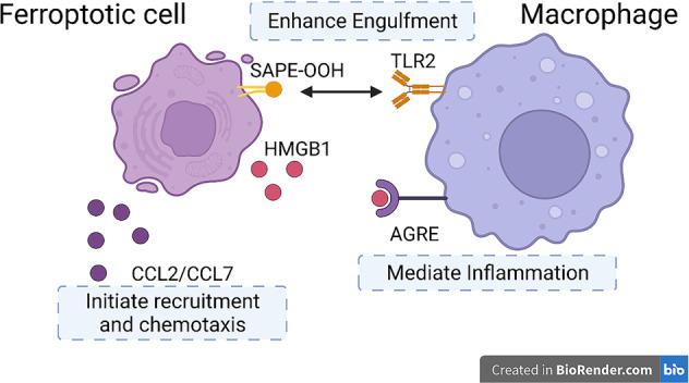 https://cdn.ncbi.nlm.nih.gov/pmc/blobs/d7f3/9013379/c6a0ec944c75/41419_2022_4775_Fig6_HTML.jpg