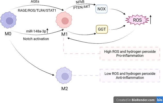 https://cdn.ncbi.nlm.nih.gov/pmc/blobs/d7f3/9013379/d385b585b463/41419_2022_4775_Fig4_HTML.jpg