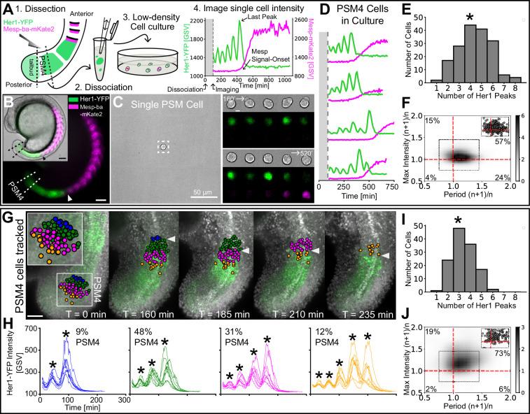 https://cdn.ncbi.nlm.nih.gov/pmc/blobs/d7f5/11643631/61751ad878bb/elife-93764-fig1.jpg