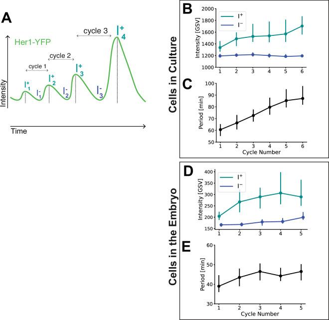 https://cdn.ncbi.nlm.nih.gov/pmc/blobs/d7f5/11643631/9cd4e576e2d6/elife-93764-fig1-figsupp13.jpg