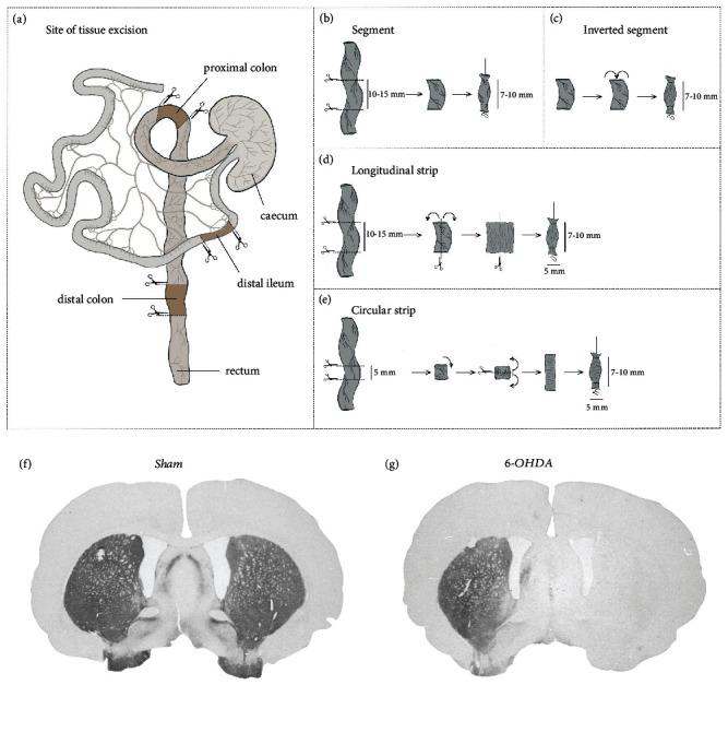 https://cdn.ncbi.nlm.nih.gov/pmc/blobs/d7f7/9897937/a1a06a0ad7a9/GRP2023-9090524.001.jpg