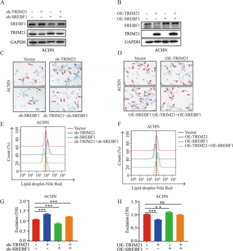 https://cdn.ncbi.nlm.nih.gov/pmc/blobs/d7fa/9875457/2bb0a2897d4e/13046_2022_2583_Fig5_HTML.jpg
