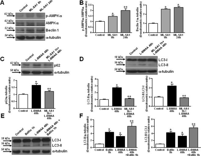https://cdn.ncbi.nlm.nih.gov/pmc/blobs/d7fc/6656764/fccab80b4330/41598_2019_46708_Fig4_HTML.jpg