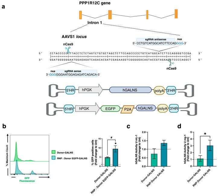 https://cdn.ncbi.nlm.nih.gov/pmc/blobs/d800/12072265/1f8b11370c0b/ijms-26-04334-g001.jpg
