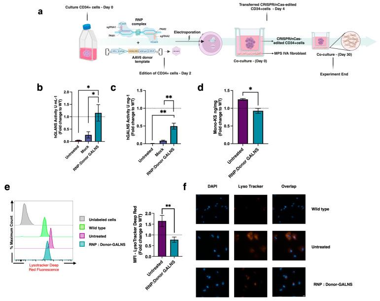 https://cdn.ncbi.nlm.nih.gov/pmc/blobs/d800/12072265/447d693aff6f/ijms-26-04334-g003.jpg