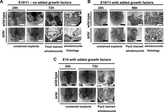 https://cdn.ncbi.nlm.nih.gov/pmc/blobs/d802/2638576/7b0e52cff387/ddn29703.jpg