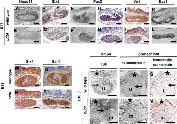 https://cdn.ncbi.nlm.nih.gov/pmc/blobs/d802/2638576/f6d4aa993d16/ddn29705.jpg