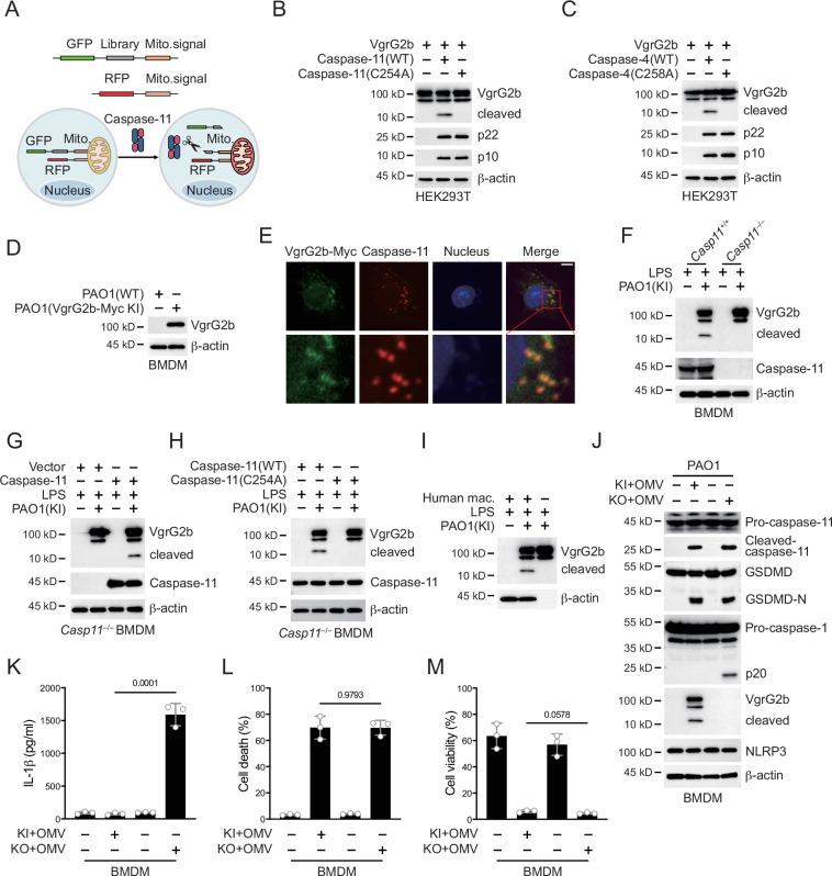https://cdn.ncbi.nlm.nih.gov/pmc/blobs/d806/11856931/c2a34696358d/elife-99939-fig2.jpg