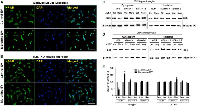 https://cdn.ncbi.nlm.nih.gov/pmc/blobs/d80a/6202788/2cdfc6a98a9c/gr3.jpg