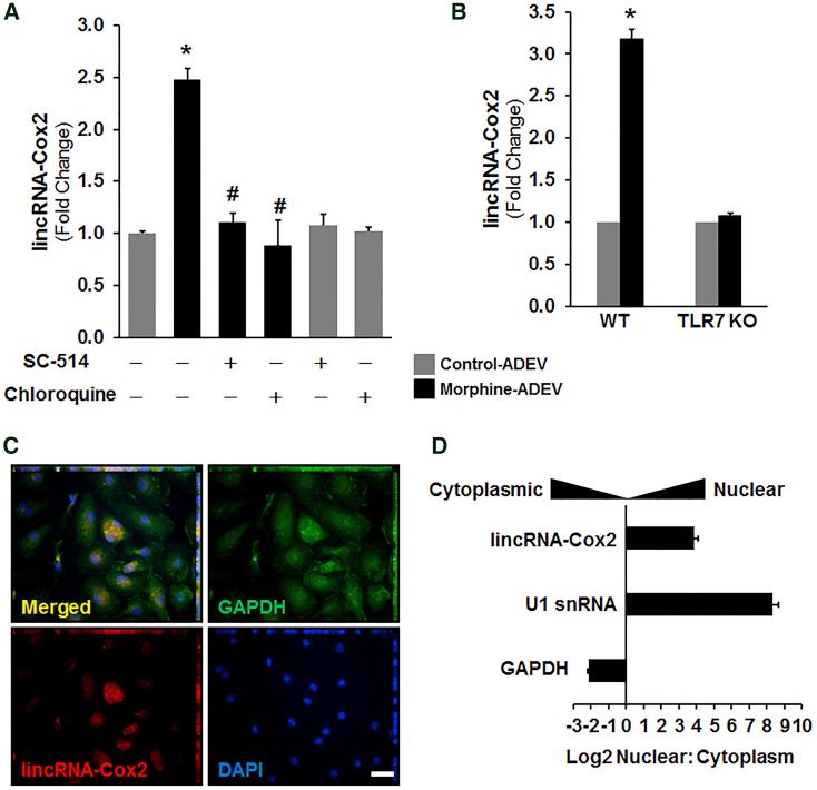 https://cdn.ncbi.nlm.nih.gov/pmc/blobs/d80a/6202788/7d6a8ed9bc91/gr4.jpg