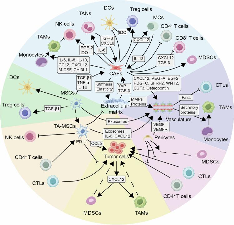 https://cdn.ncbi.nlm.nih.gov/pmc/blobs/d80b/11491057/2313ee4b2a93/41392_2024_1979_Fig7_HTML.jpg