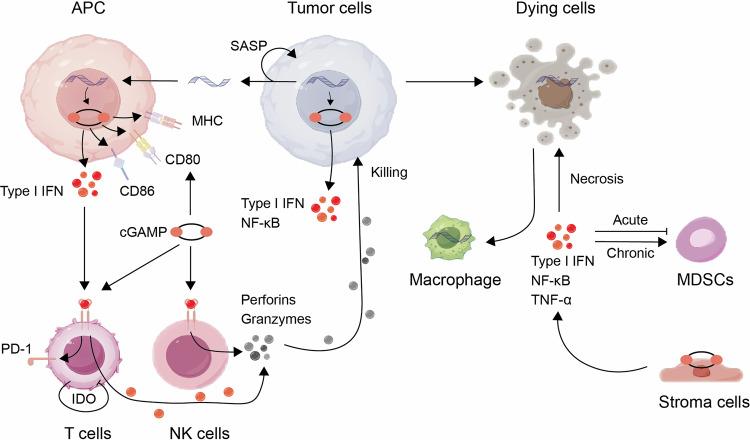 https://cdn.ncbi.nlm.nih.gov/pmc/blobs/d80b/11491057/25ba9826e95b/41392_2024_1979_Fig2_HTML.jpg