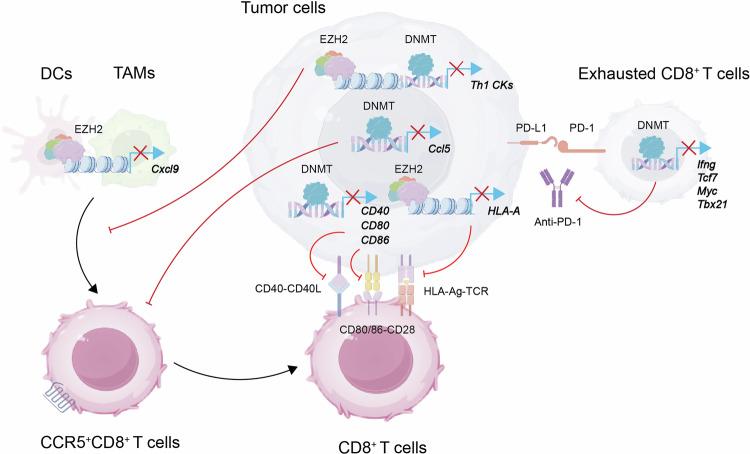 https://cdn.ncbi.nlm.nih.gov/pmc/blobs/d80b/11491057/28a1b0eb47ae/41392_2024_1979_Fig3_HTML.jpg