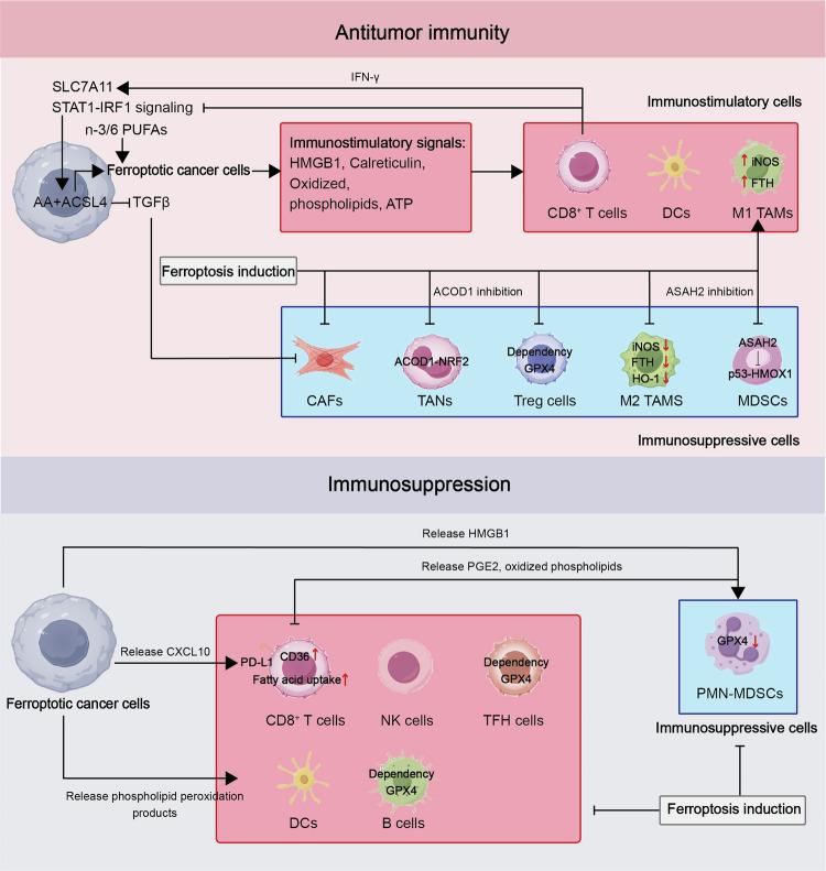 https://cdn.ncbi.nlm.nih.gov/pmc/blobs/d80b/11491057/4bb5122c73ff/41392_2024_1979_Fig5_HTML.jpg