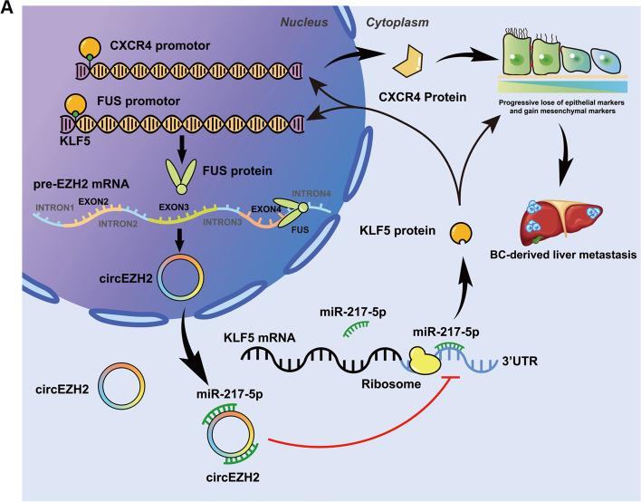 https://cdn.ncbi.nlm.nih.gov/pmc/blobs/d80c/9555172/df2341c54daf/12943_2022_1653_Fig8_HTML.jpg