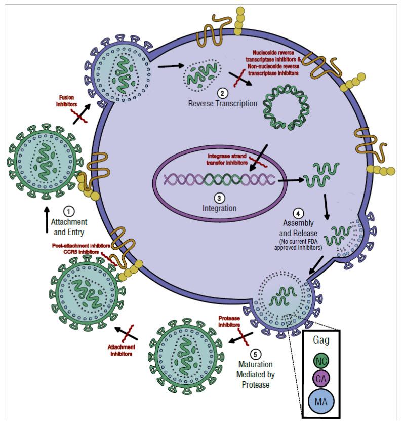 https://cdn.ncbi.nlm.nih.gov/pmc/blobs/d821/9861436/08138124d193/viruses-15-00107-g005.jpg