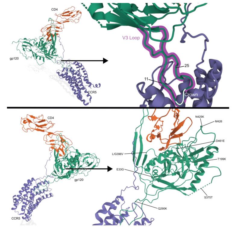 https://cdn.ncbi.nlm.nih.gov/pmc/blobs/d821/9861436/405ad0db37e8/viruses-15-00107-g006.jpg